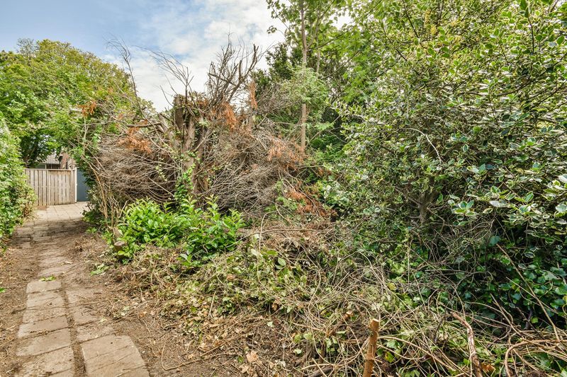 Dense Vegetation And Overgrown Brush