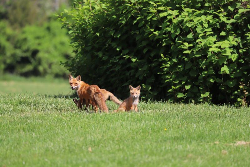 Dense Vegetation Gives Foxes Places To Hide Dense Vegetation Gives Foxes Places To Hide
