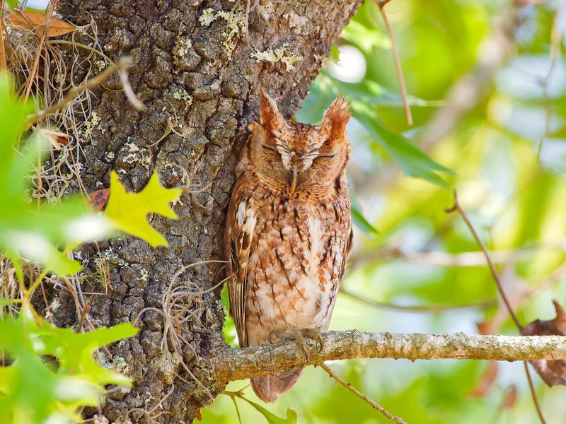 Dense Vegetation Gives Owls Cover After Dark