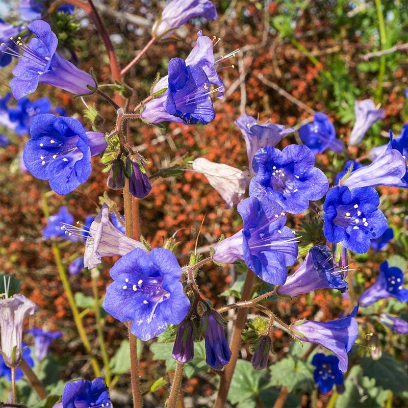 Desert Bluebells Desert Bluebells