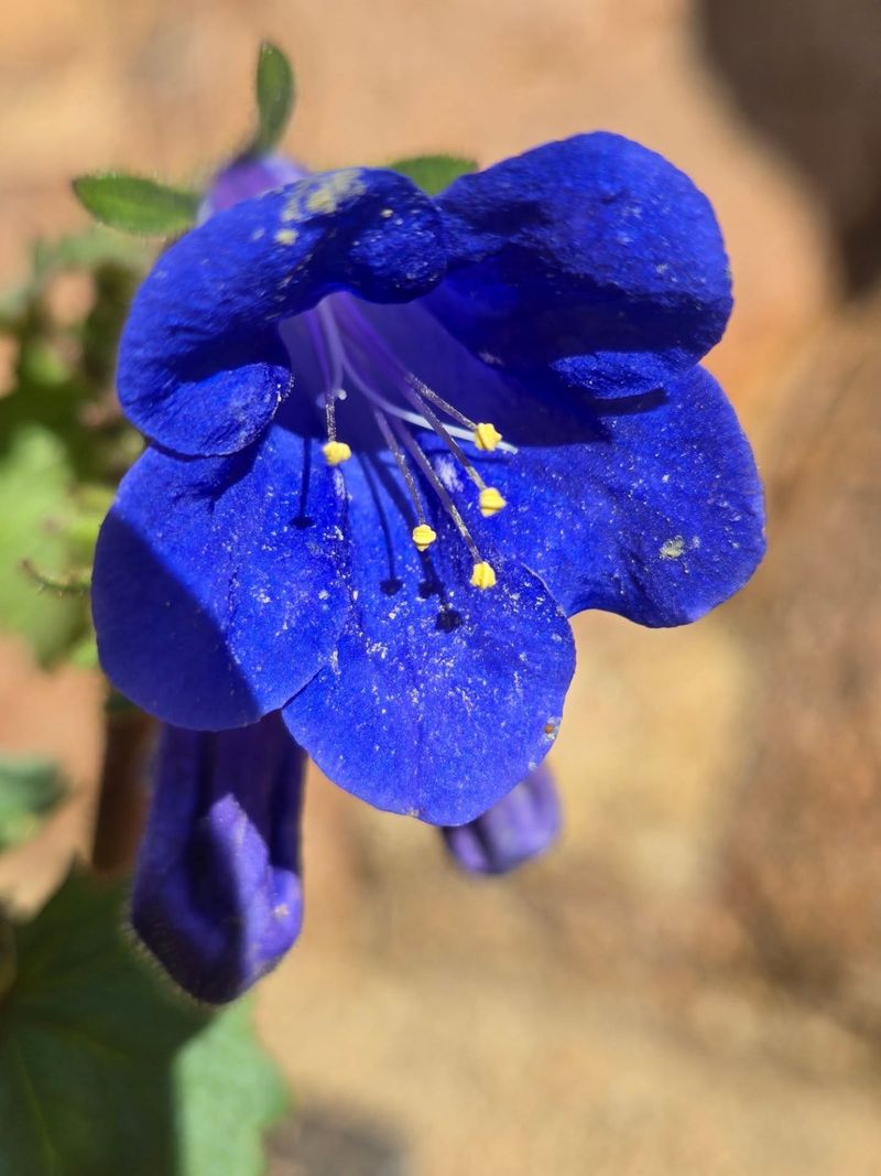 Desert Bluebells