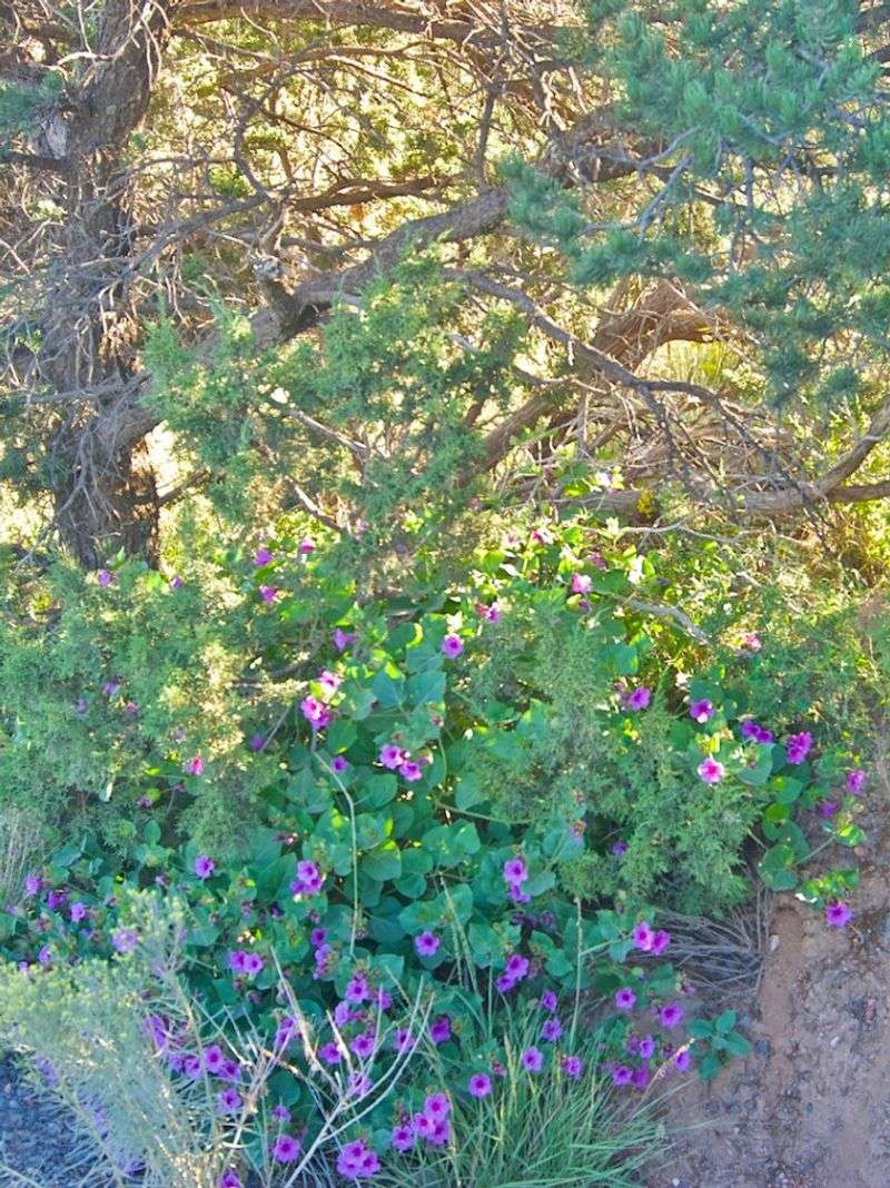 Desert Four O'Clock (Mirabilis multiflora) Desert Four O'Clock (Mirabilis multiflora)