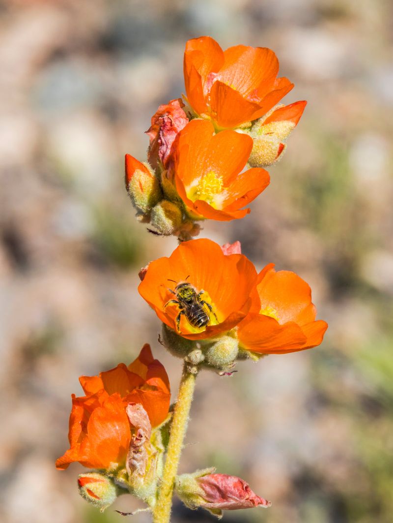 Desert Globemallow (Sphaeralcea ambigua) Desert Globemallow (Sphaeralcea ambigua)
