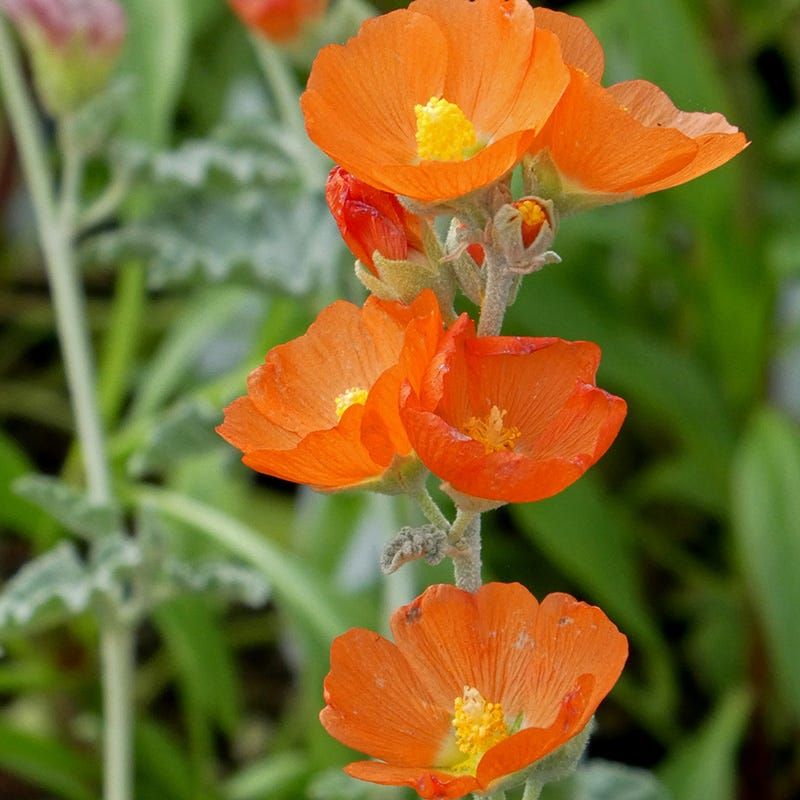 Desert Globemallow