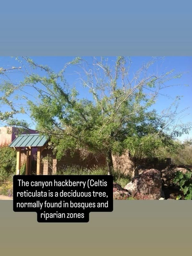 Desert Hackberry