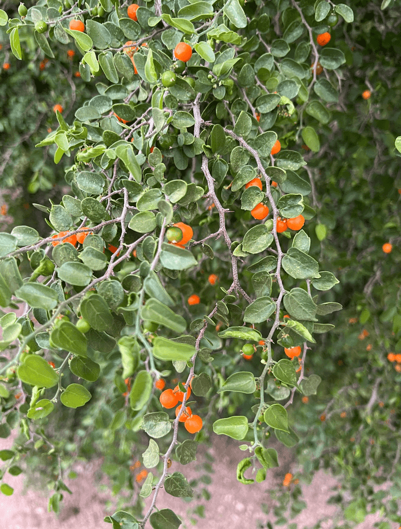 Desert Hackberry Desert Hackberry