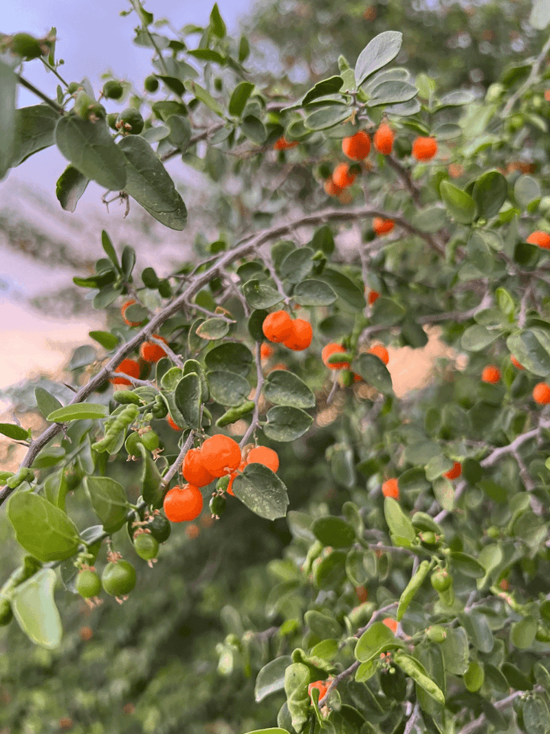Desert Hackberry Desert Hackberry