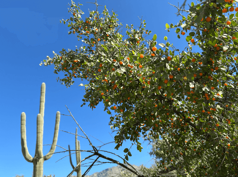 Desert Hackberry (Celtis pallida) Desert Hackberry (Celtis pallida)