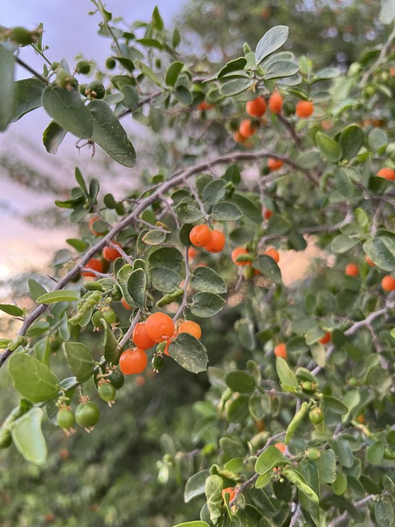Desert Hackberry Is Native And Built For Arizona's Climate