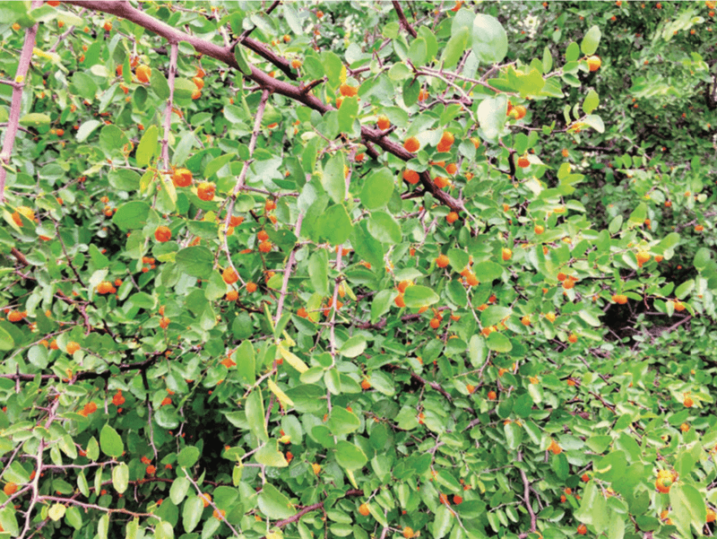 Desert Hackberry Keeps Maintenance Low For Arizona Gardeners