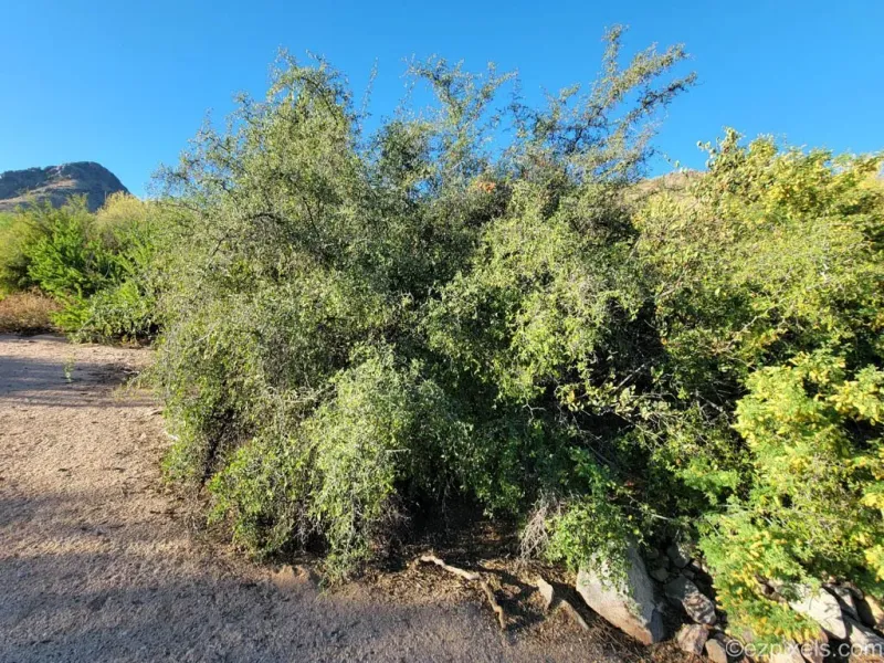 Desert Hackberry Shrugs Off Arizona Heat And Adds Shade