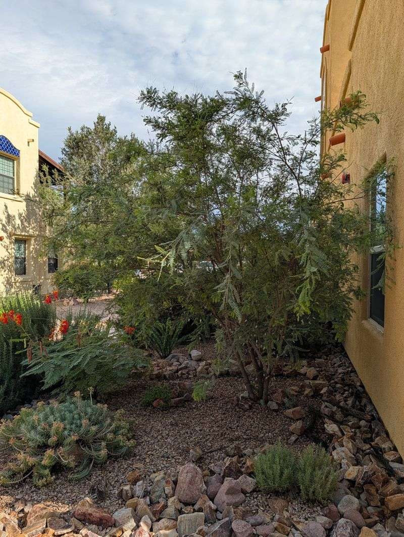 Desert Hackberry Slashes Water Use In Arizona Yards