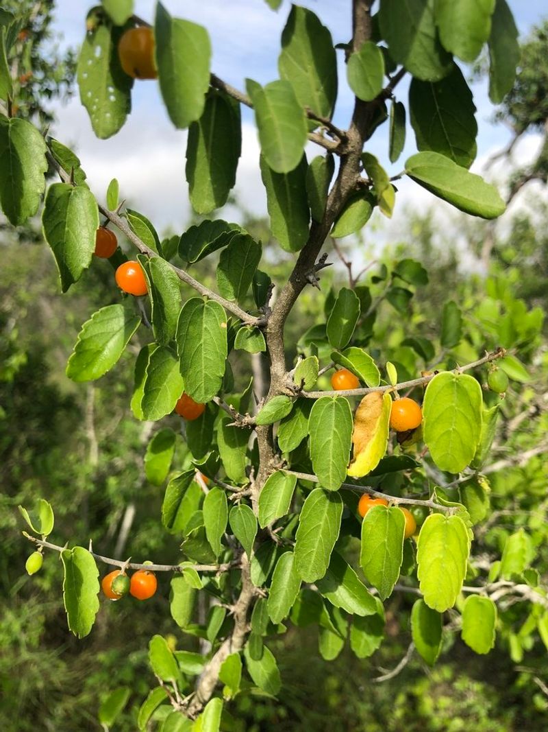 Desert Hackberry in Arizona