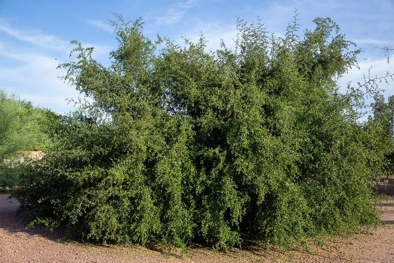 Desert Hackberry Desert Hackberry