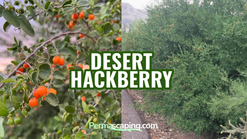 Desert Hackberry