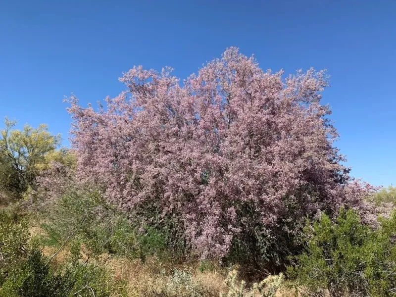 Desert Ironwood Desert Ironwood