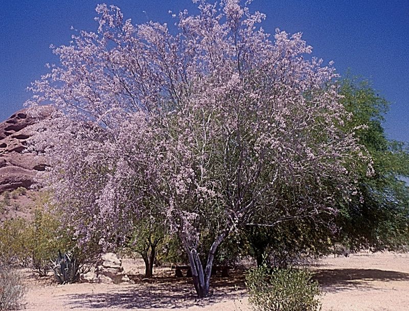 Desert Ironwood (Olneya tesota)