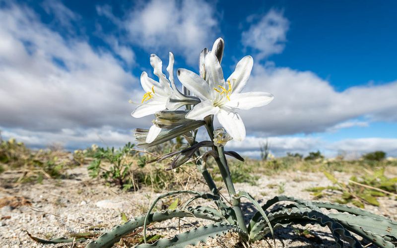 Desert Lily (Hesperocallis undulata) Desert Lily (Hesperocallis undulata)