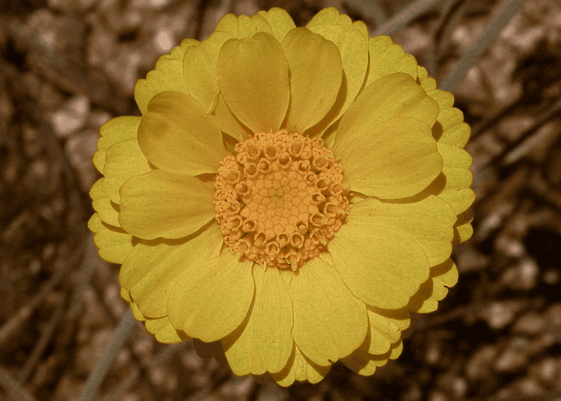 Desert Marigold Desert Marigold