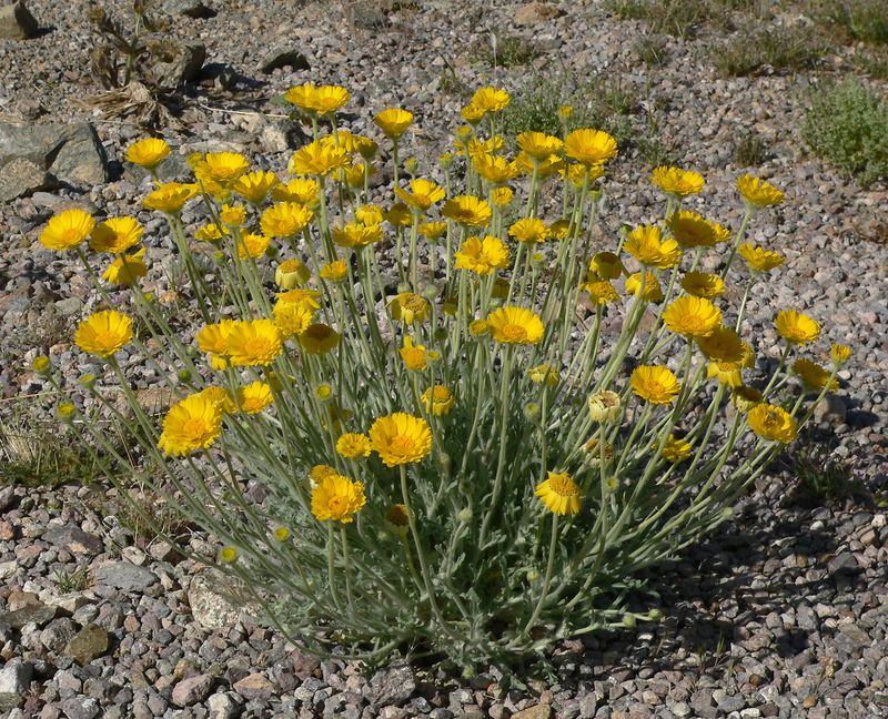 Desert Marigold