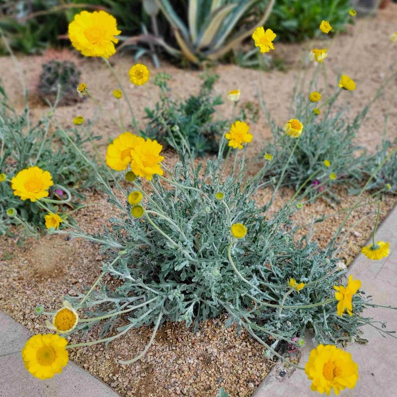 Desert Marigold Desert Marigold