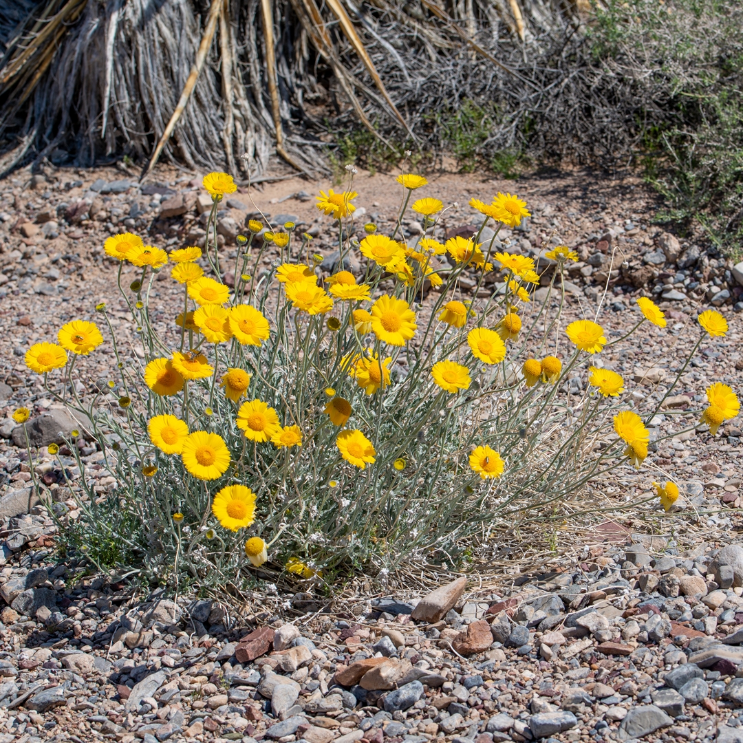 Desert Marigold (Baileya multiradiata)
