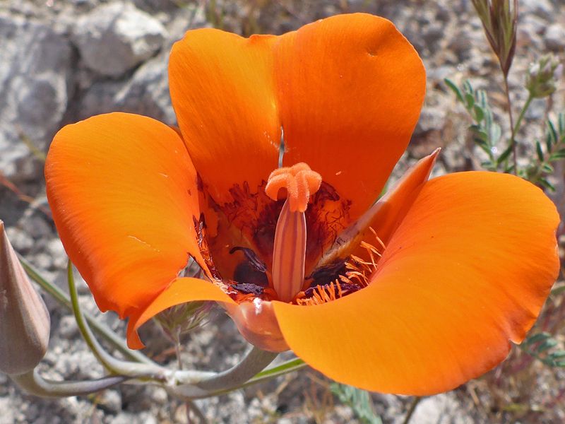 Desert Mariposa Lily (Calochortus kennedyi) Desert Mariposa Lily (Calochortus kennedyi)