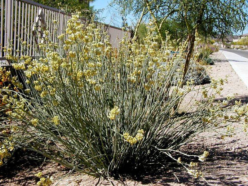 Desert Milkweed