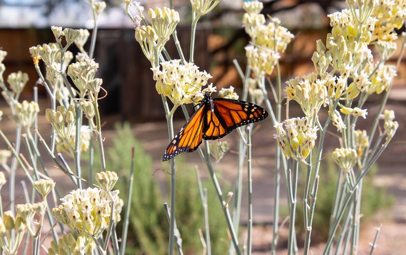 Desert Milkweed Desert Milkweed