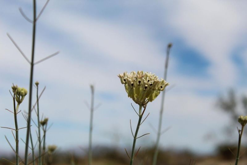 Desert Milkweed (Asclepias subulata)