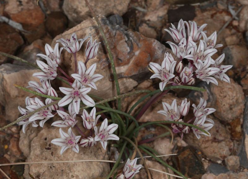 Desert Onion (Allium macropetalum) Desert Onion (Allium macropetalum)