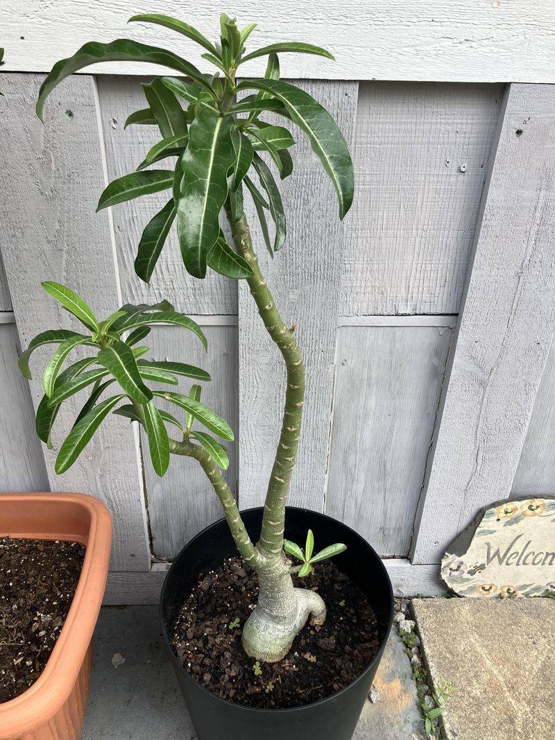 Desert Rose Can Drop Leaves When Wet Soil Lingers Too Long
