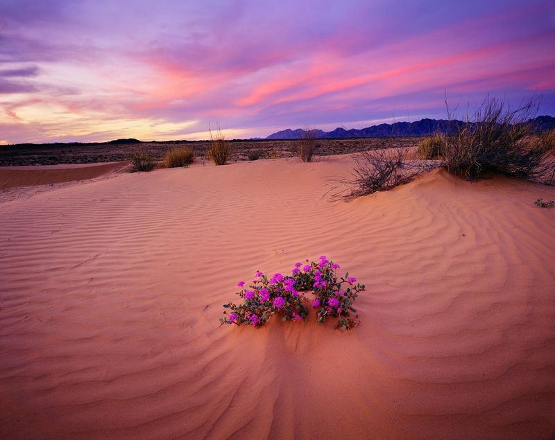 Desert Sand Verbena Desert Sand Verbena
