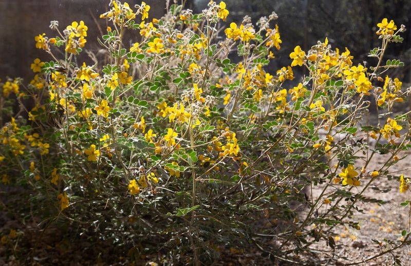 Desert Senna (Senna covesii) Desert Senna (Senna covesii)