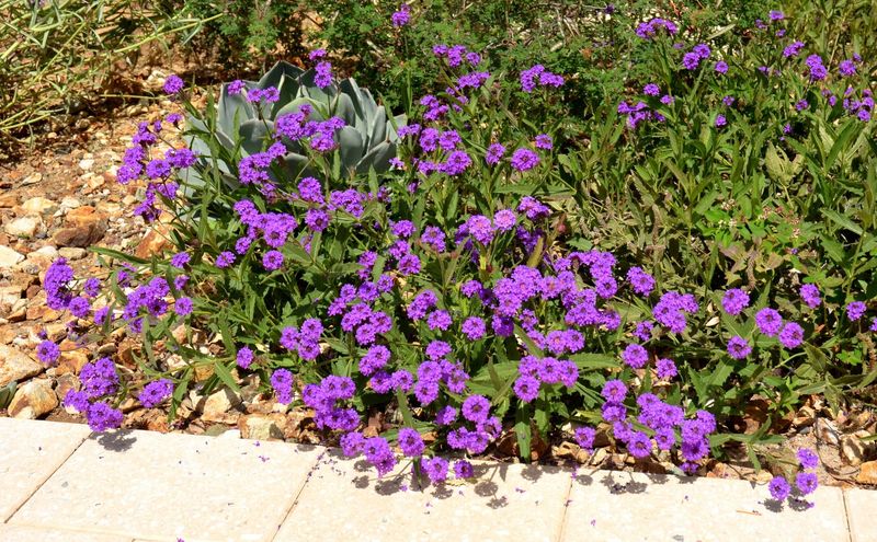 Desert Verbena