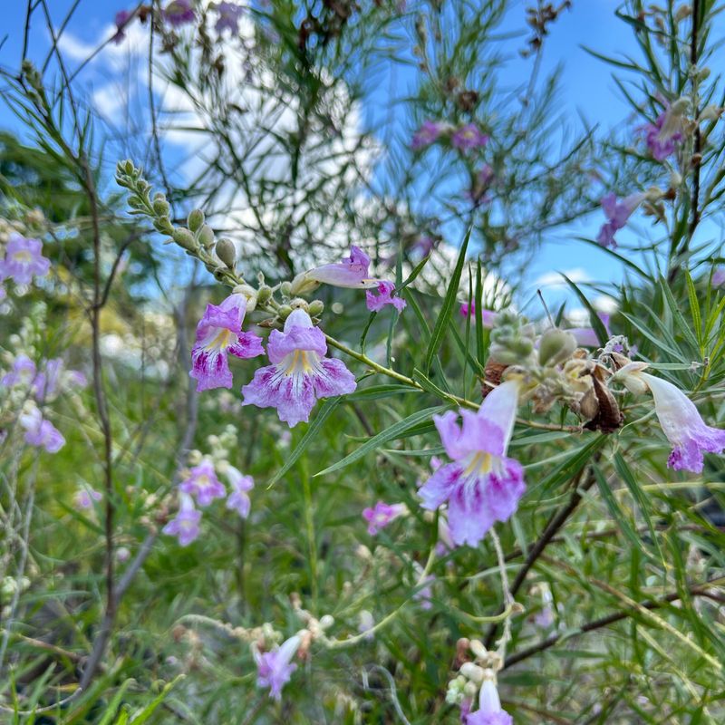 Desert Willow Desert Willow