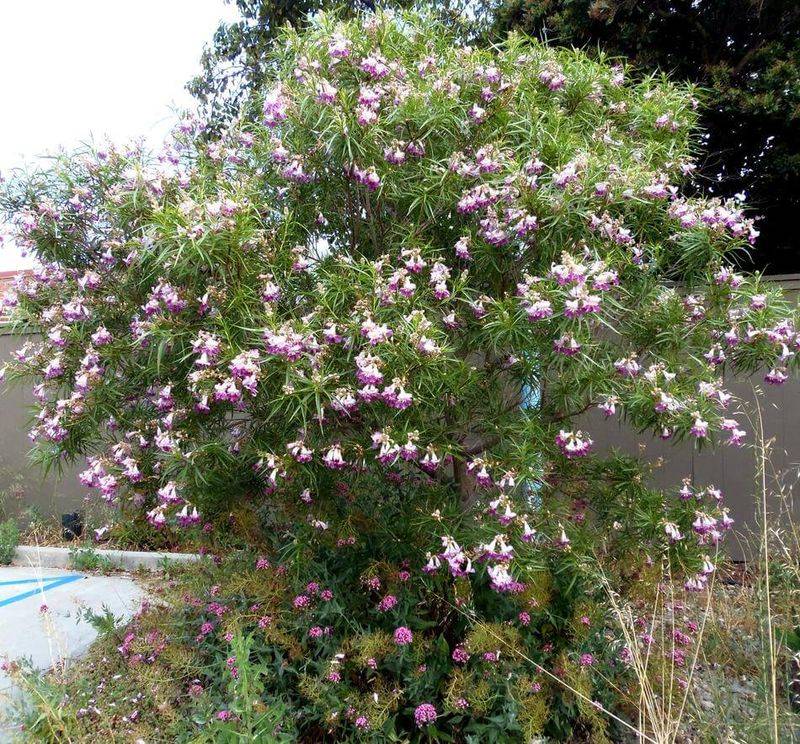 Desert Willow Desert Willow