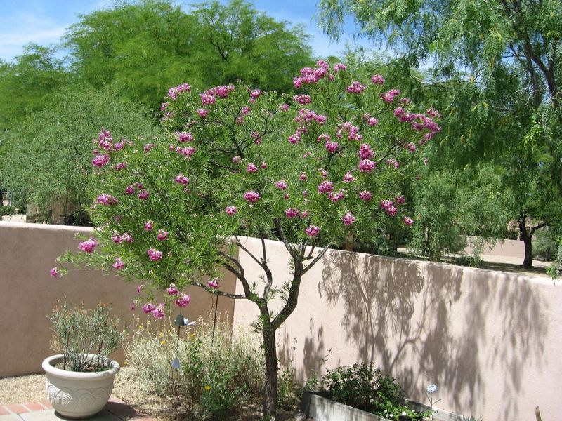 Desert Willow Desert Willow