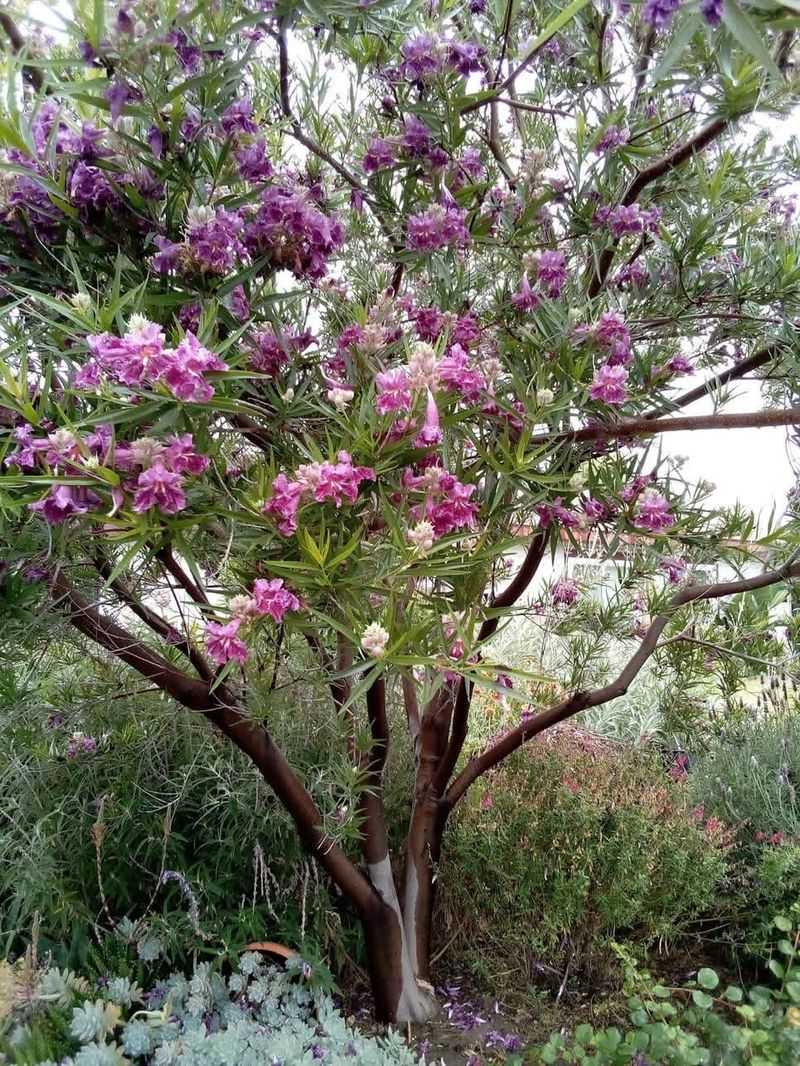 Desert Willow, Blooms That Laugh At The Heat Desert Willow, Blooms That Laugh At The Heat
