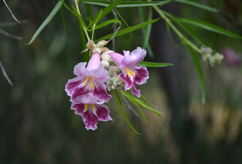 Desert Willow (Chilopsis linearis) Desert Willow (Chilopsis linearis)