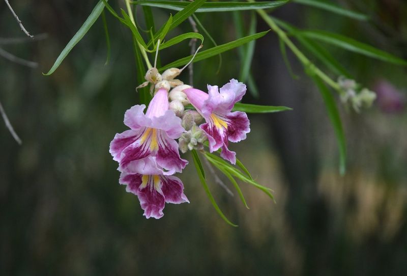 Desert Willow (Chilopsis linearis) Desert Willow (Chilopsis linearis)
