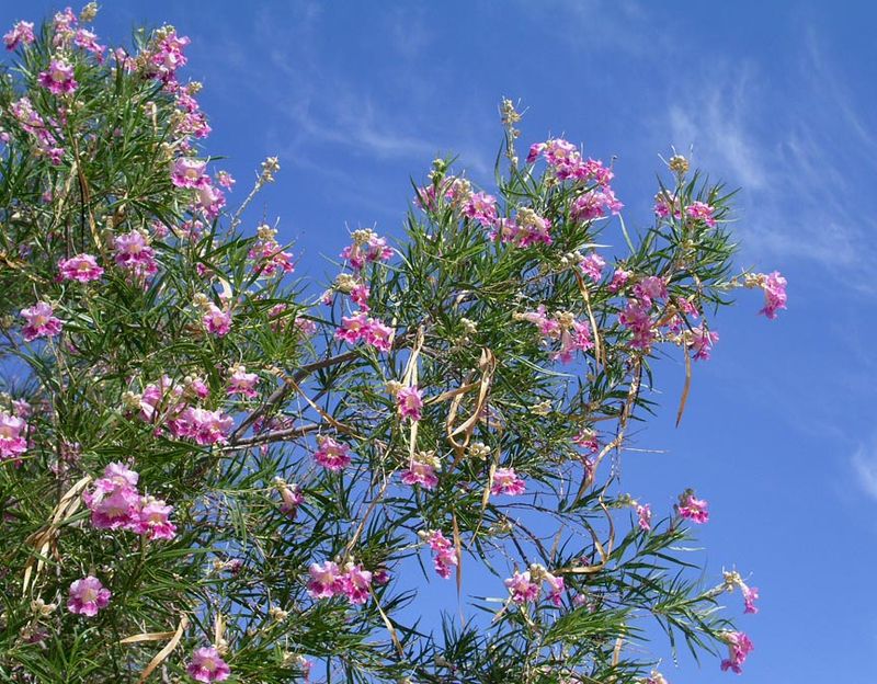 Desert Willow Creates Shady Arizona Firefly Retreats