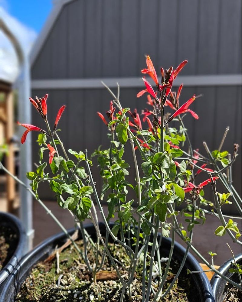 Desert-adapted flowers can support more than one brief stopover Desert-adapted flowers can support more than one brief stopover