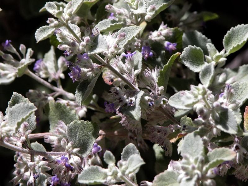 Desert lavender belongs in the yard—but it is not a mosquito barrier