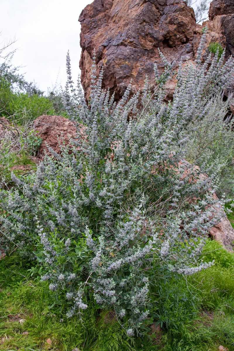Desert lavender offers a possible spring fragrance payoff