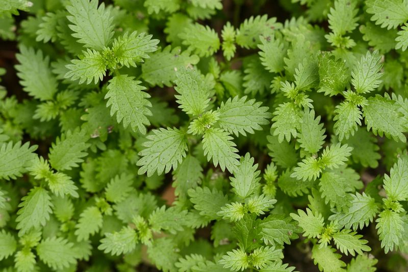 Desert rock nettle is not burning nettle