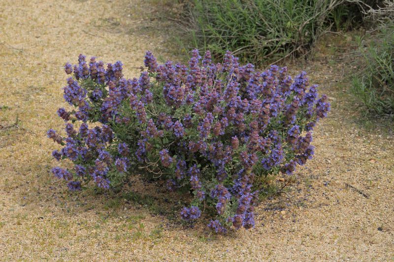 “Desert sage” most plausibly means Salvia dorrii—but the name is not precise “Desert sage” most plausibly means Salvia dorrii—but the name is not precise