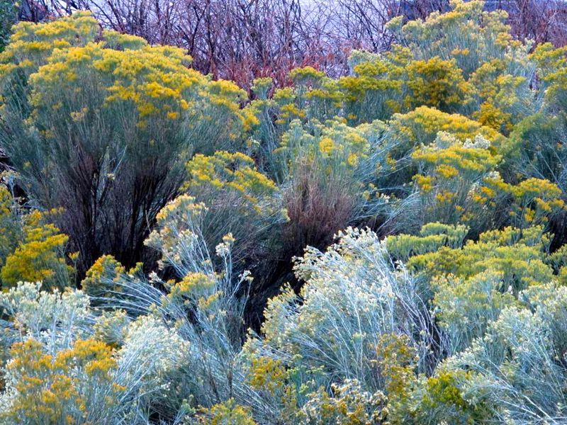 Design Tricks That Turn A Weed Into A Focal Point Design Tricks That Turn A Weed Into A Focal Point