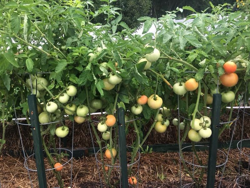Determinate Tomatoes Fit Compact Bales Well