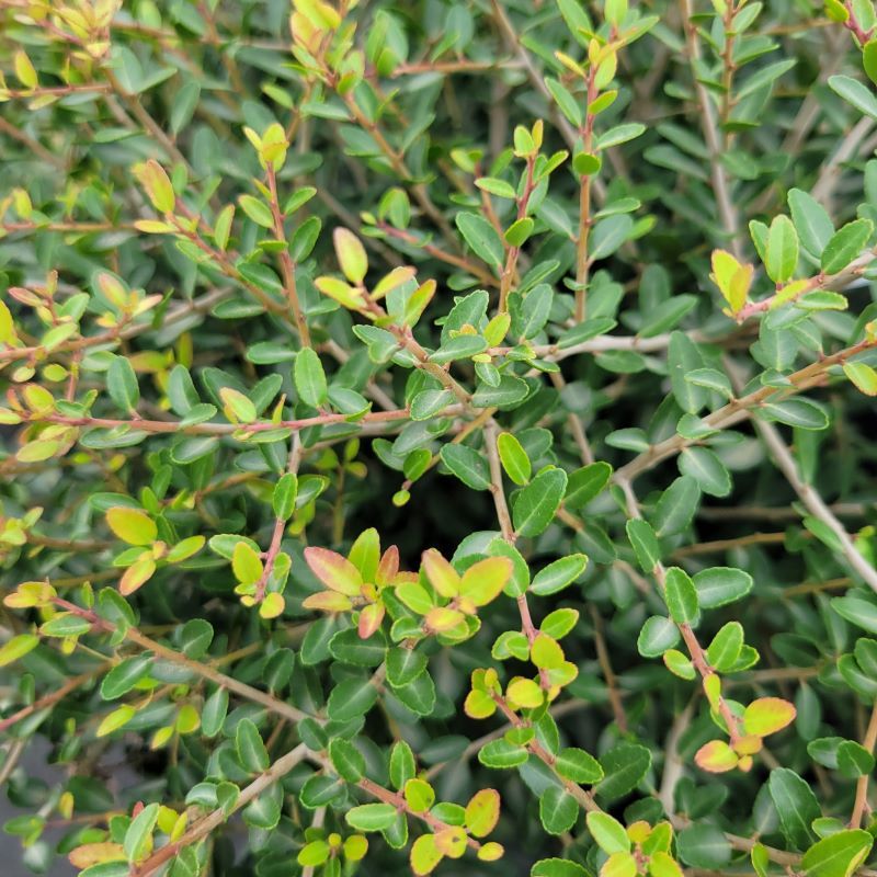 Different Forms Fit Hedges, Screens, And Small Corners Different Forms Fit Hedges, Screens, And Small Corners